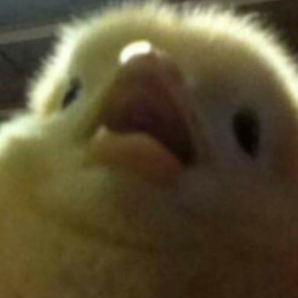 Meet your Posher, Bria - Picture 1 of 1